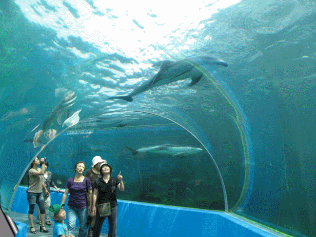のとじま水族館のおさかなたち