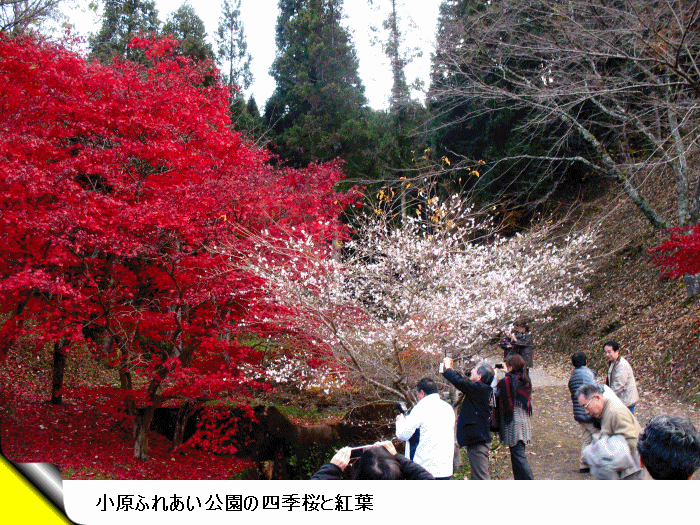 香嵐渓4