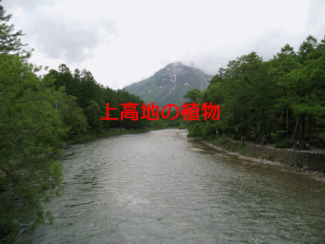 上高地1