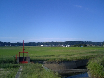 公園横の田んぼ