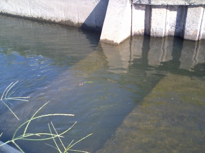 公園横の用水
