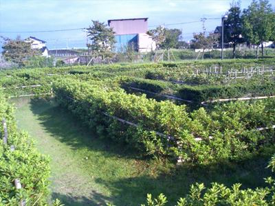 羽根ピースフル公園−迷路