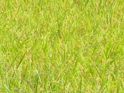 稲穂