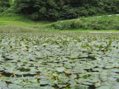 ため池のヒシ