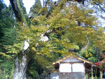 朝日の滝・大ケヤキ