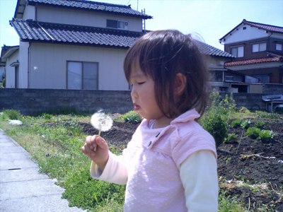 タンポポ綿毛